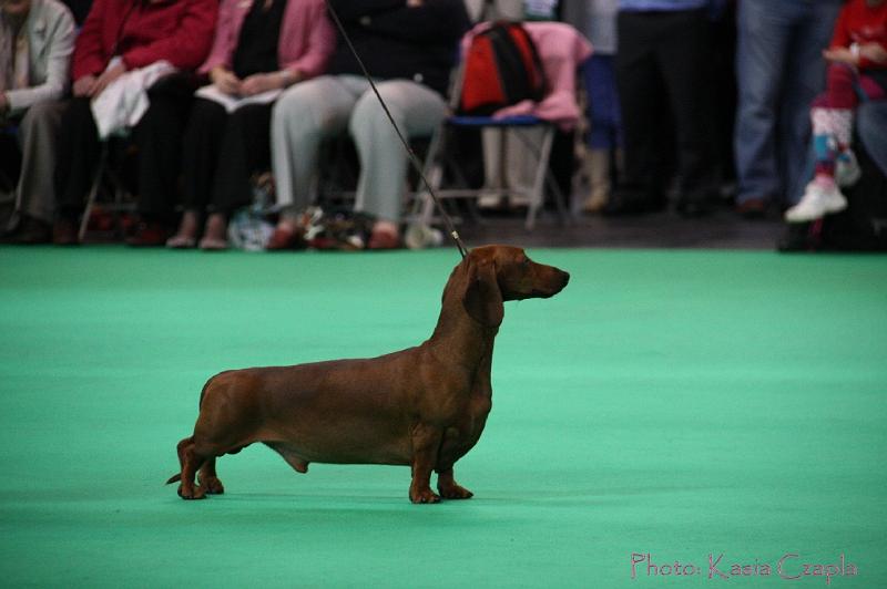 Crufts2011_2 1023.jpg